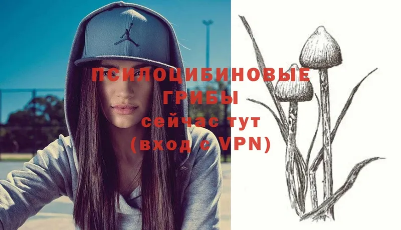 Псилоцибиновые грибы Psilocybe  Отрадная 